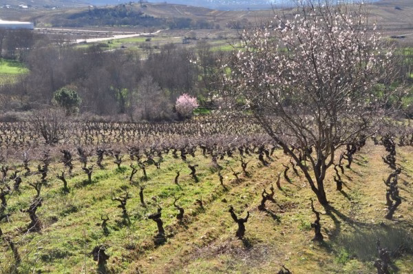 viñas mencia bierzo